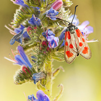 Zygaena loti