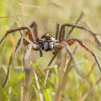 Australian spider