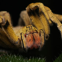 Costarican spider