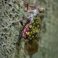 Cicada