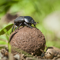 Dung beetle