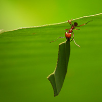 Leafcutter ant