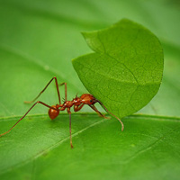 Leafcutter ant