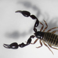 Pseudoscorpion