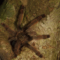 Tarantula