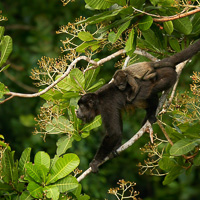 Mantled howler monkey