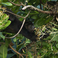 Mantled howler monkey