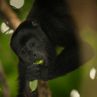 Mantled howler monkey