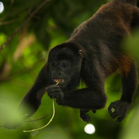 Mantled howler monkey