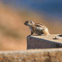 Barbary ground squirrel