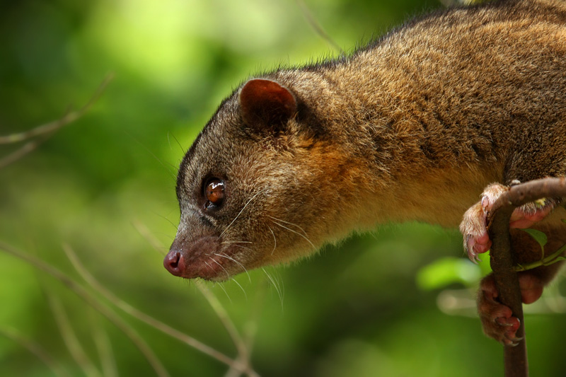 http://www.deepgreenphoto.com/pics/mammals/Bassaricyon_gabbii01.jpg