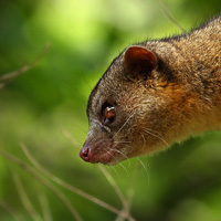 Bushy-tailed Olingo