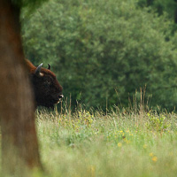 European Bison