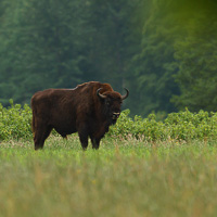 European Bison