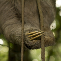 Three-toed sloth