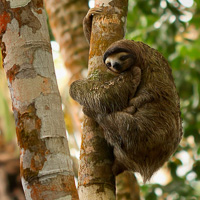 Three-toed sloth