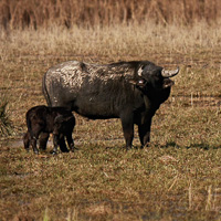 Water buffalos