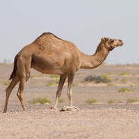 Arabian camel