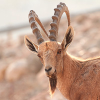 Nubian Ibex