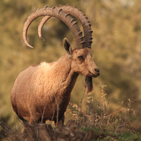 Nubian Ibex