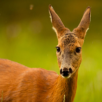 Roe deer