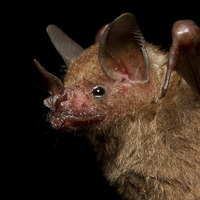 Seba's Short-tailed Bat