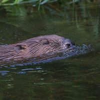 Eurasian Beaver