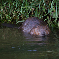 Eurasian Beaver