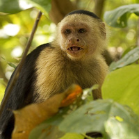 Capuchin monkey