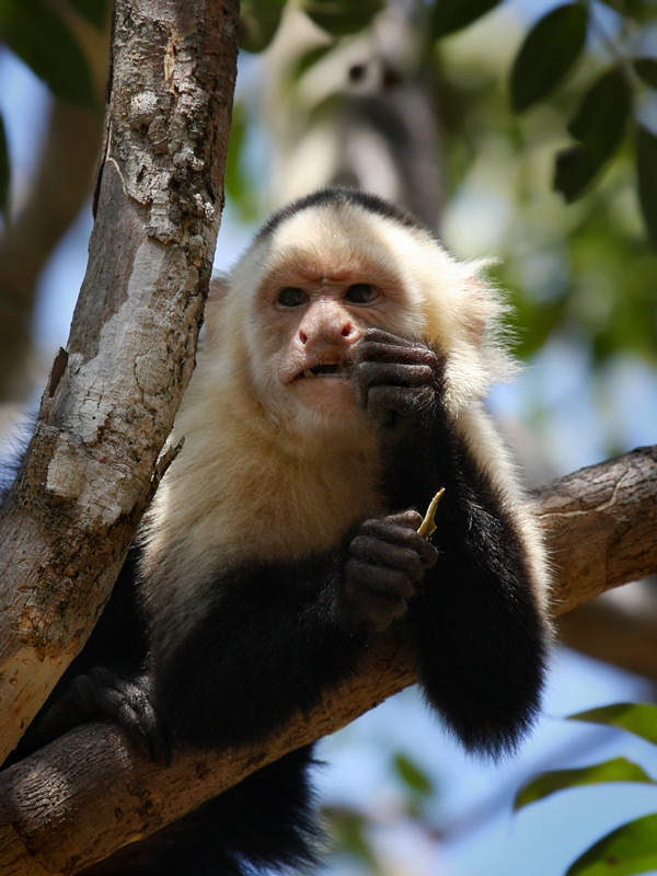 capuchin monkey