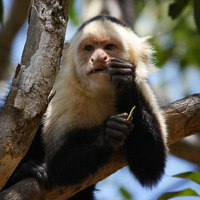 Capuchin monkey