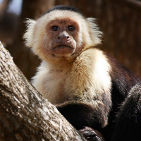 Capuchin monkey