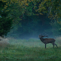 Red Deer