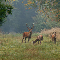 Red Deer