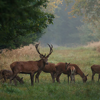 Red Deer