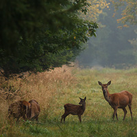 Red Deer