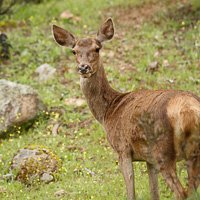 Red Deer