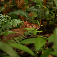 Agouti