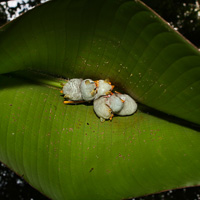 Ectophylla alba