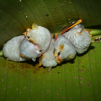 Ectophylla alba