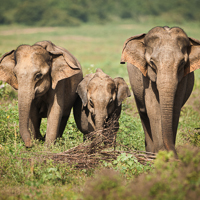 Asian elephant