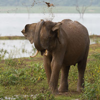 Asian elephants