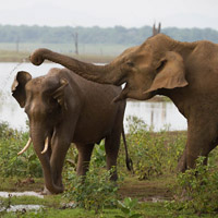 Asian elephants