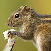 Indian Palm Squirrel