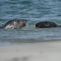 Grey seal