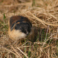 Lemming