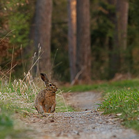 European Hare