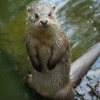 Eurasian Otter