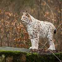 Eurasian Lynx