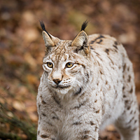 Eurasian Lynx